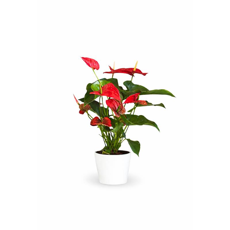 ❤️ Scarlet Elegance Anthurium