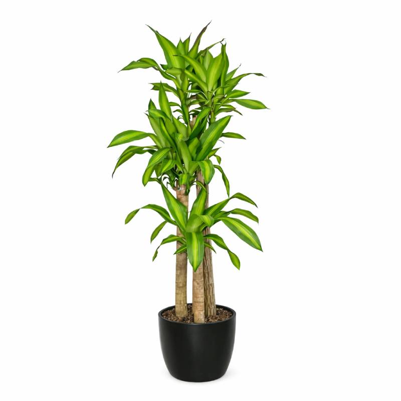 Dracaena Massangeana