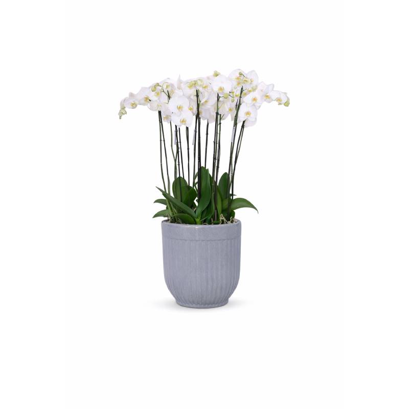 Silver Cloud Orchid Tower