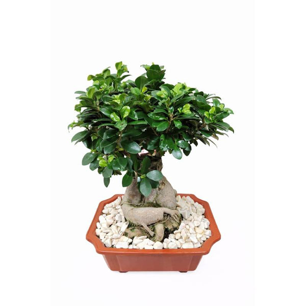 Classic Ginseng Ficus Bonsai