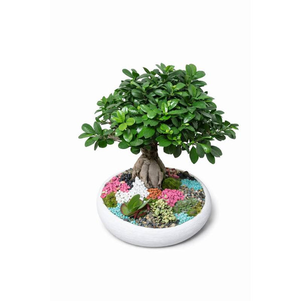 🌿 Harmony Garden Bonsai