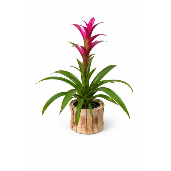 🌺💗 Pink Flame Bromeliad
