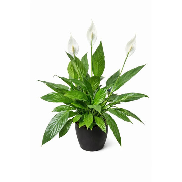 🌿🤍 Pure Peace Lily