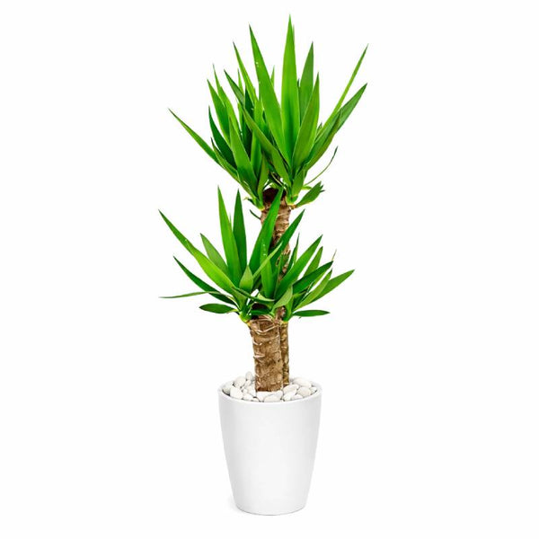 Yucca Cane Plant
