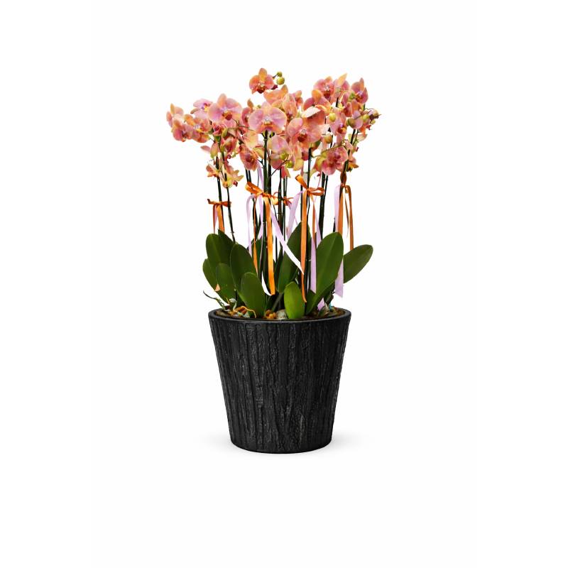 Sunset Blush Orchid Collection
