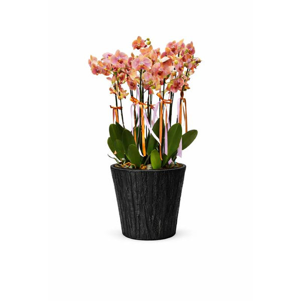 Sunset Blush Orchid Collection