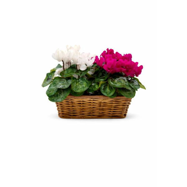🤍💗 Dual Charm Cyclamen Basket