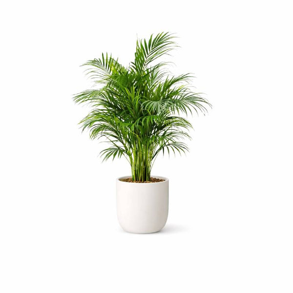 Areca Palm