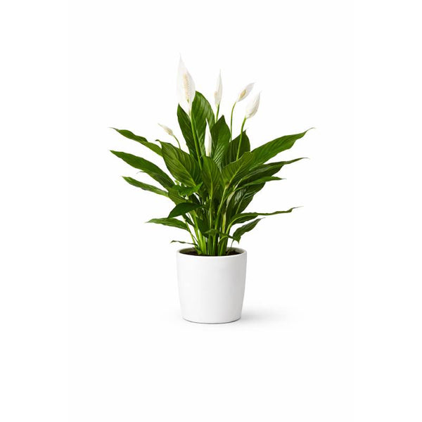 Peace Lily (Spathiphyllum)