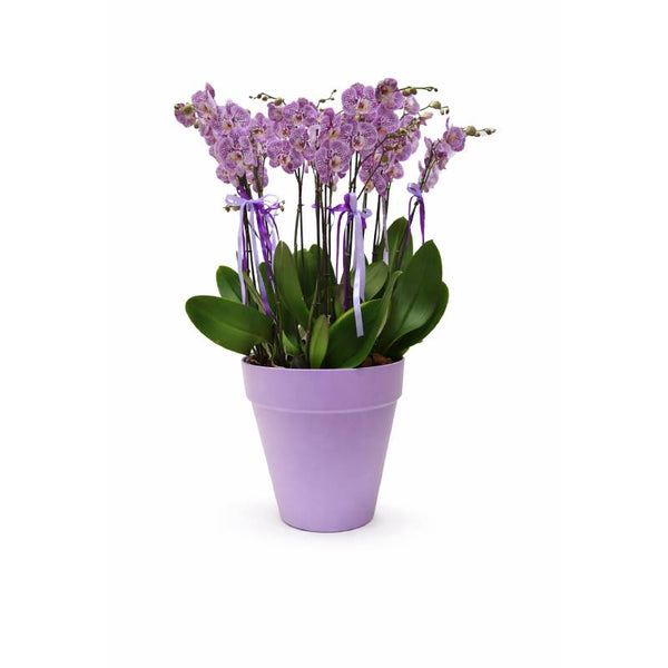 Lavender Majesty Orchid