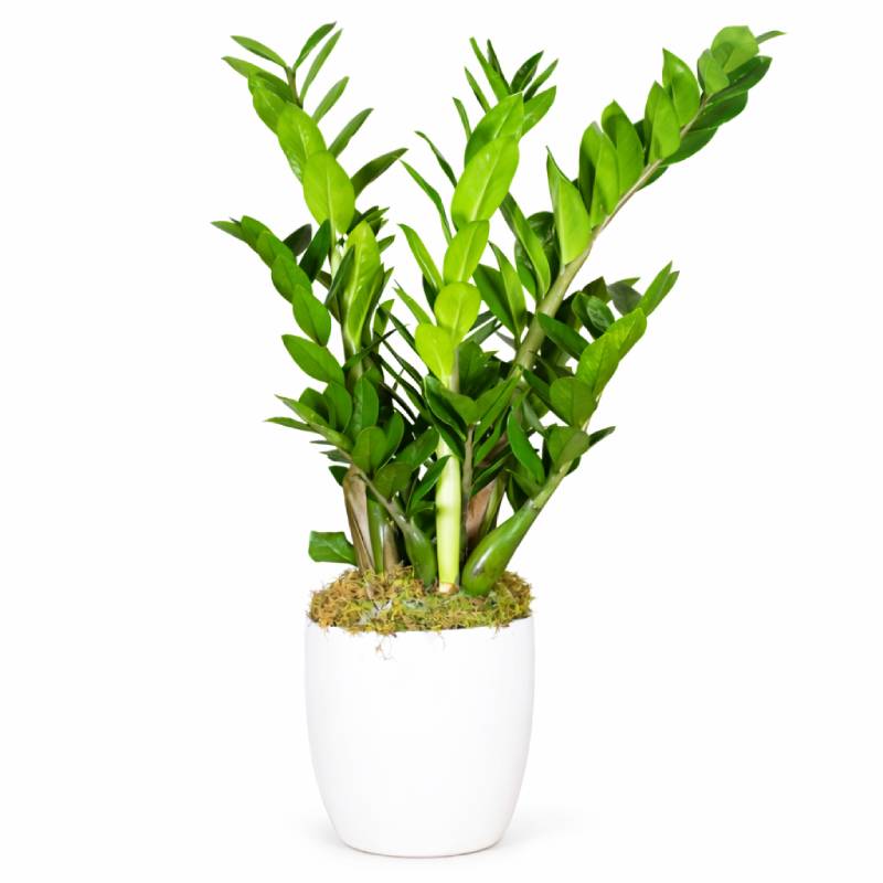 Green Zamioculcas
