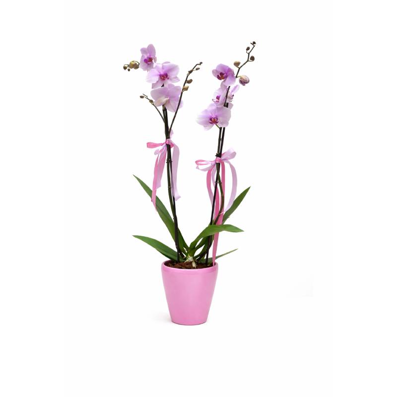 Sweet Blush Duo Orchid