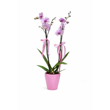 Orchids