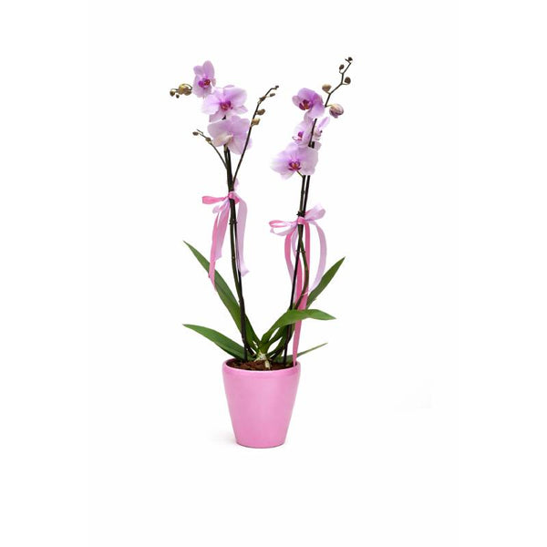 Sweet Blush Duo Orchid