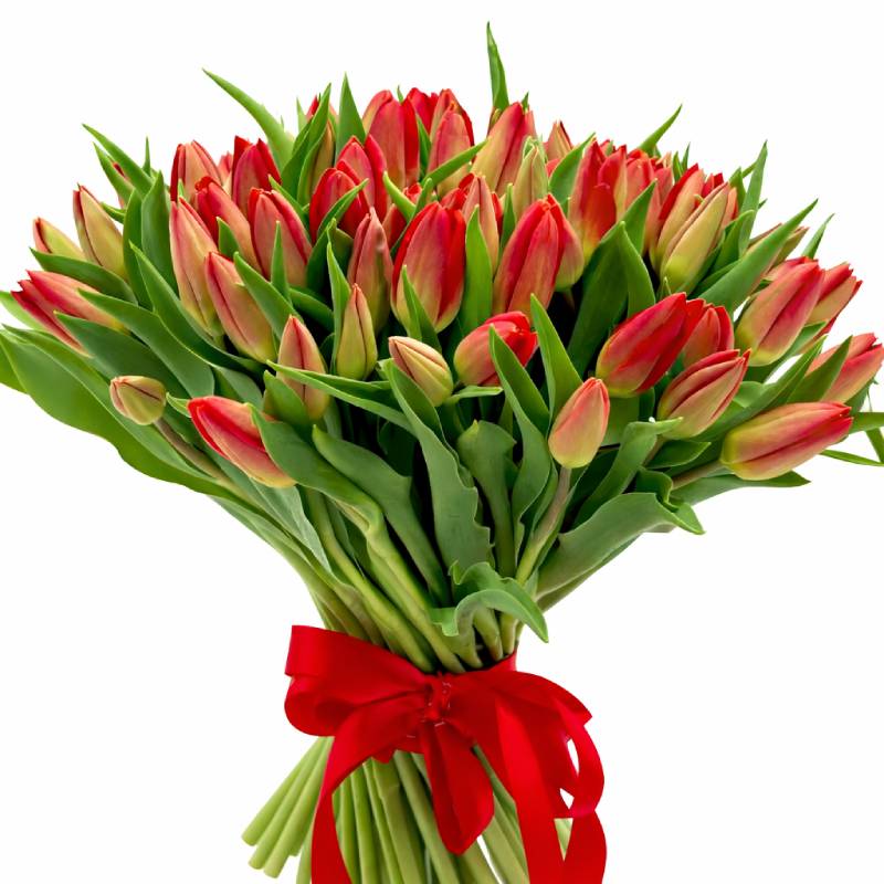 Classic Red Tulips