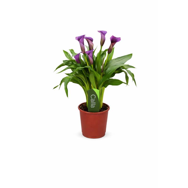 💜 Royal Velvet Calla