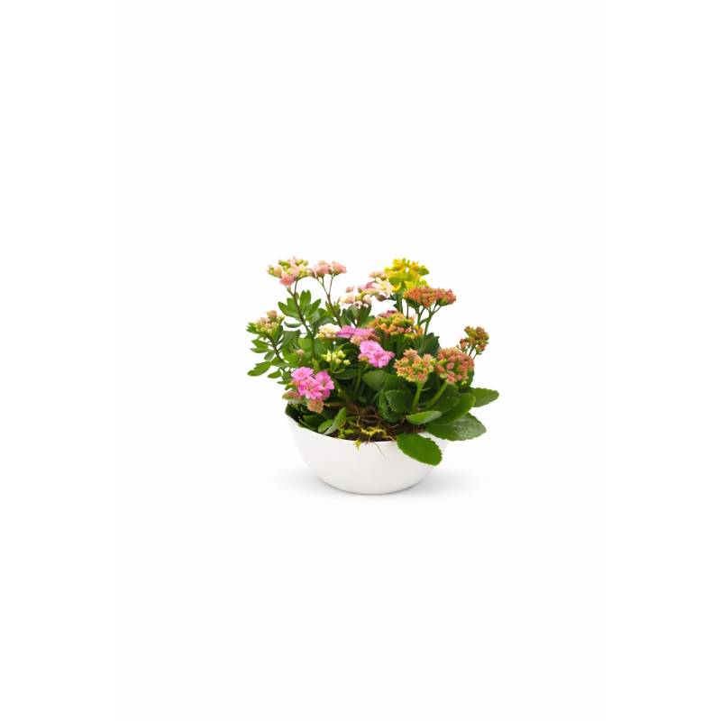 🌸 Pastel Garden Kalanchoe Bowl