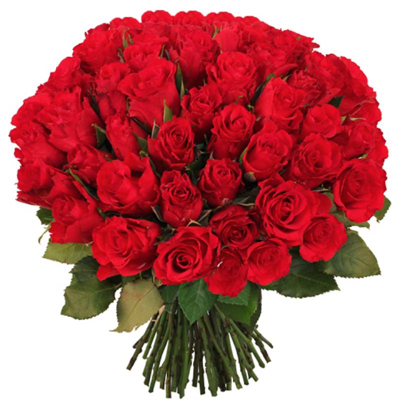 Red Eternity ❤️🌹