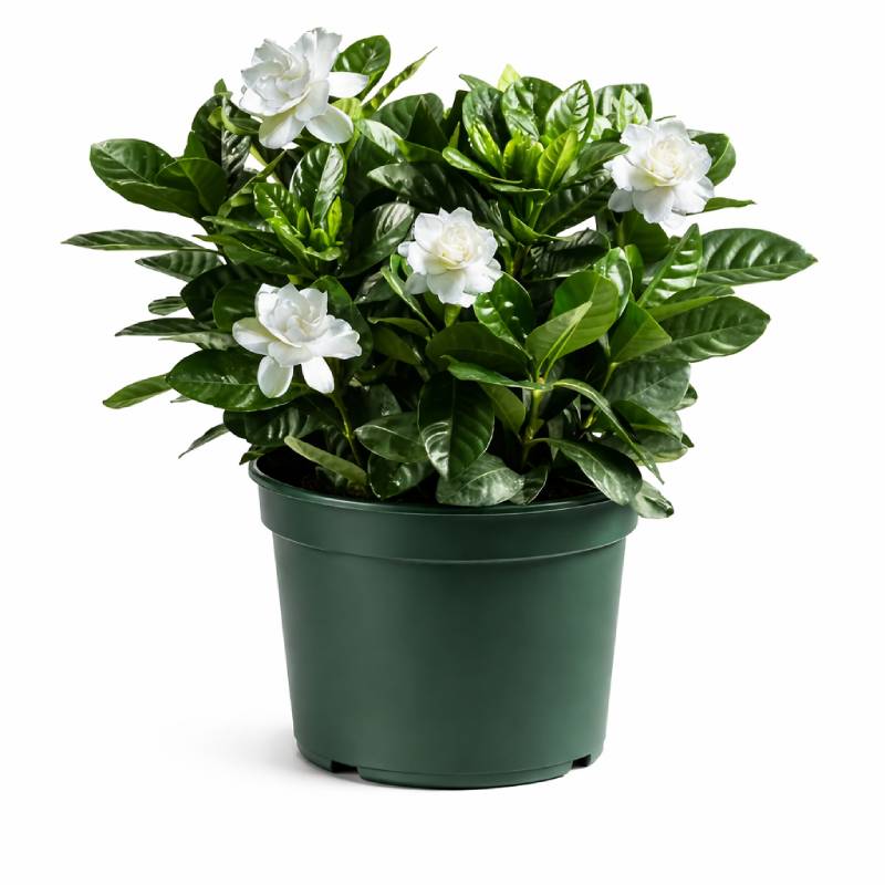 Gardenia Plant