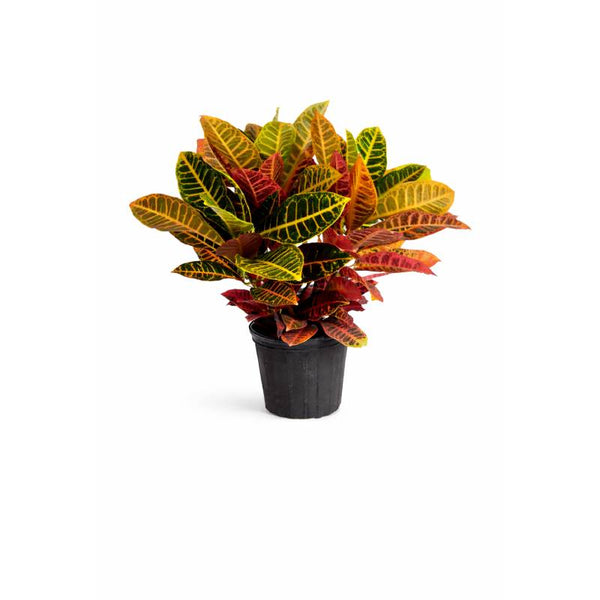 Tropical Color Croton