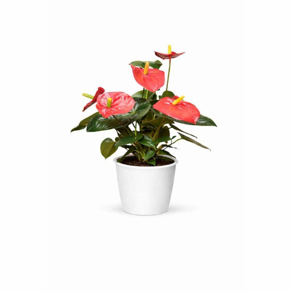 Red Anthurium Elegance