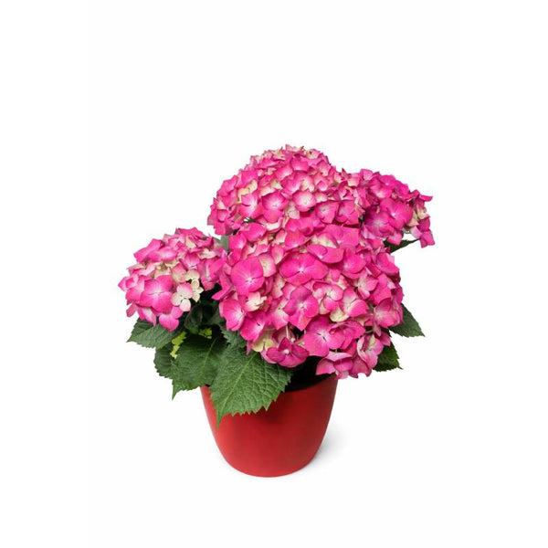 Blushing Hydrangea Charm