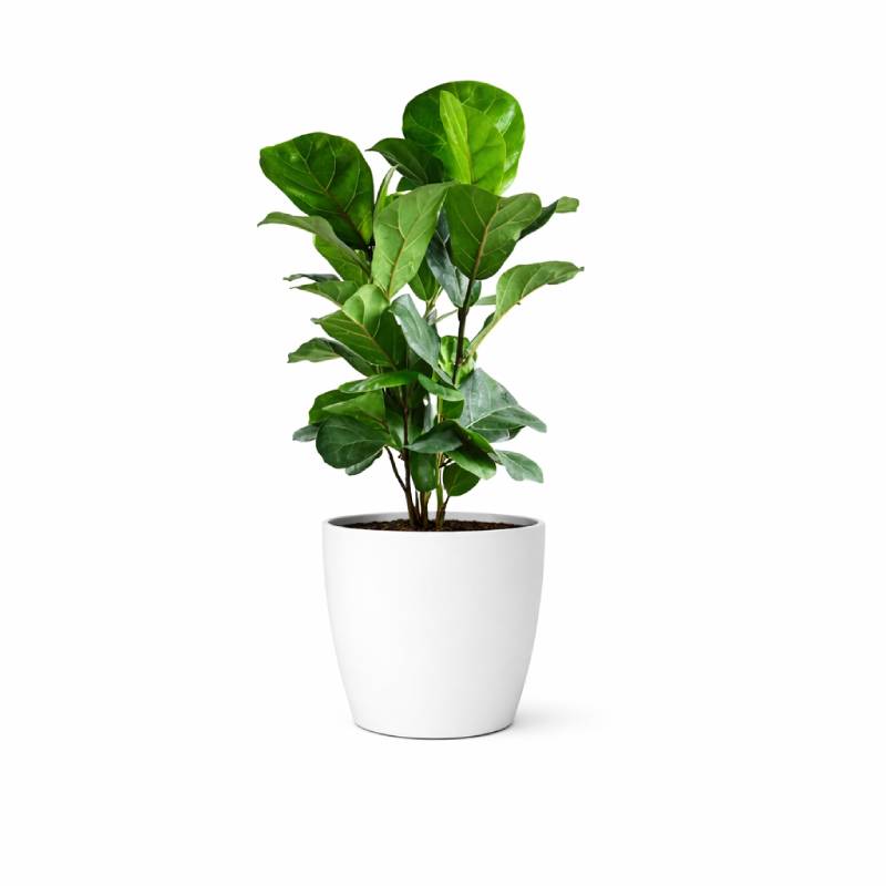 Classic Ficus Lyrata