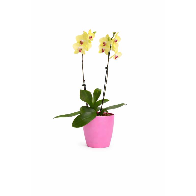 Pink Glow Orchid