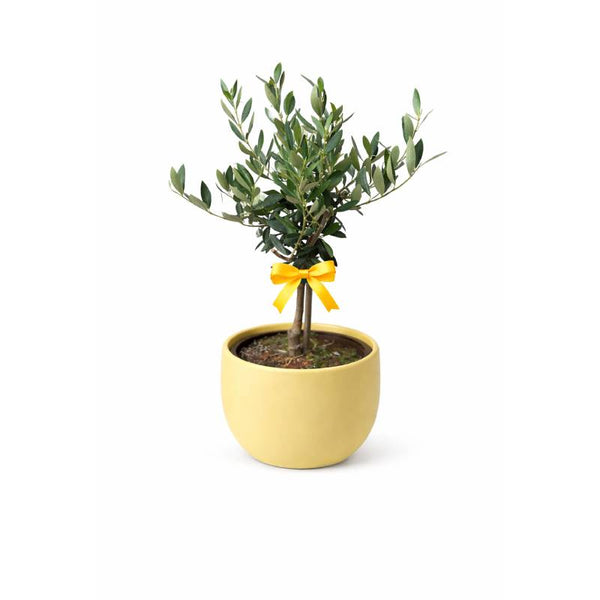 Mini Olive Tree