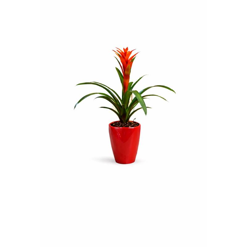 Scarlet Guzmania