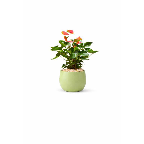 Soft Bloom Anthurium