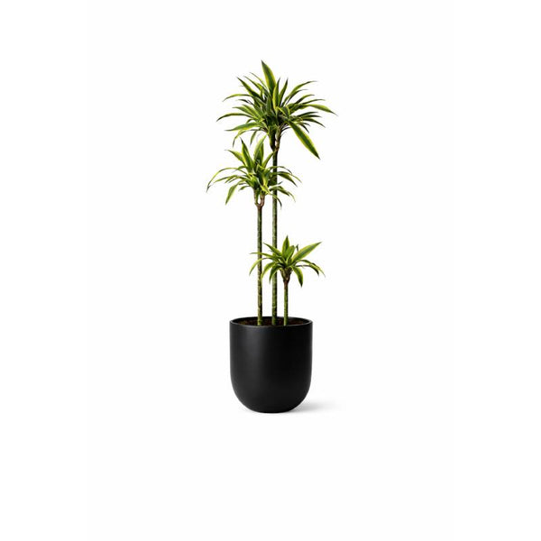Dracaena Trio Black Pot