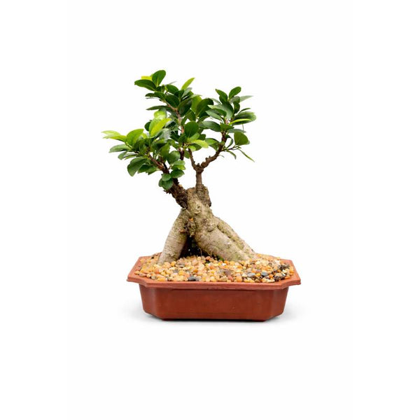Twin Trunk Ginseng Ficus Bonsai