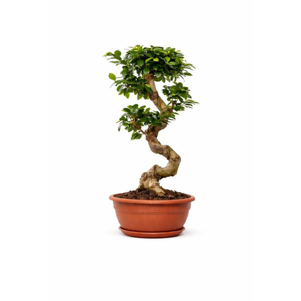 Elegant Curved Ginseng Ficus Bonsai