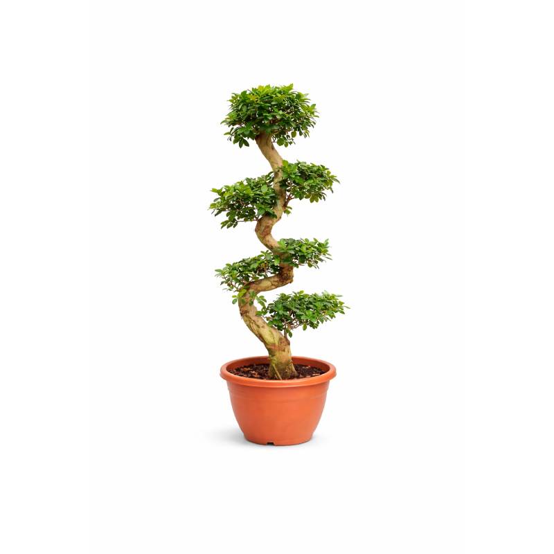 Spiral Ginseng Ficus Bonsai