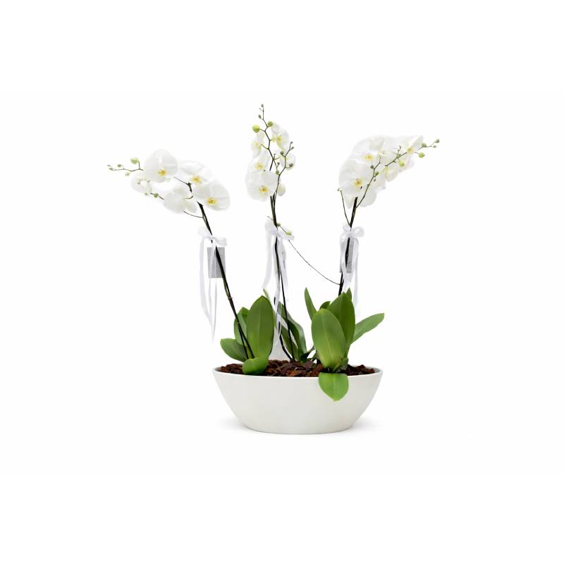 Pure Elegance Orchid Bowl