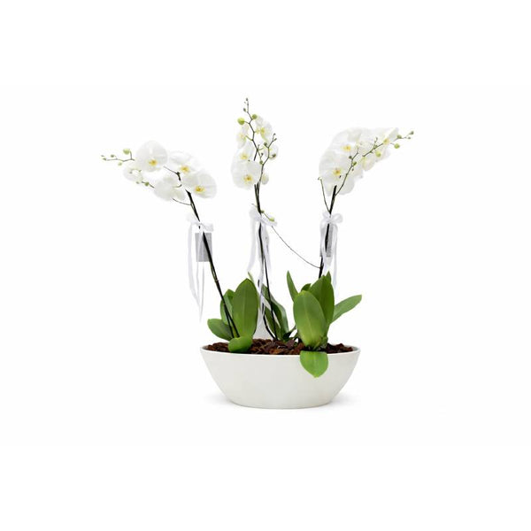 Pure Elegance Orchid Bowl