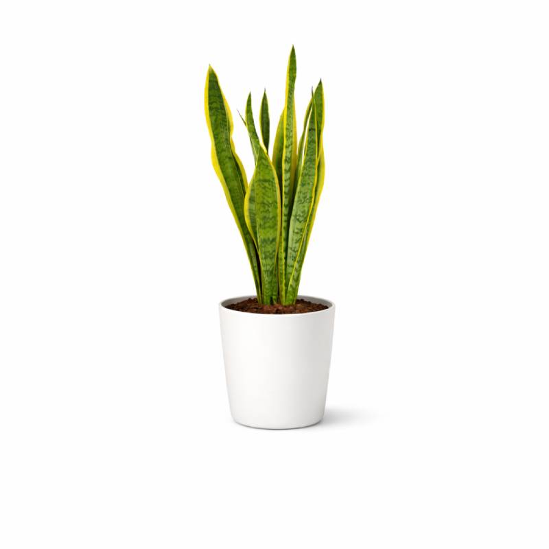 Golden Edge Snake Plant