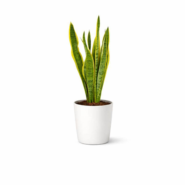 Golden Edge Snake Plant