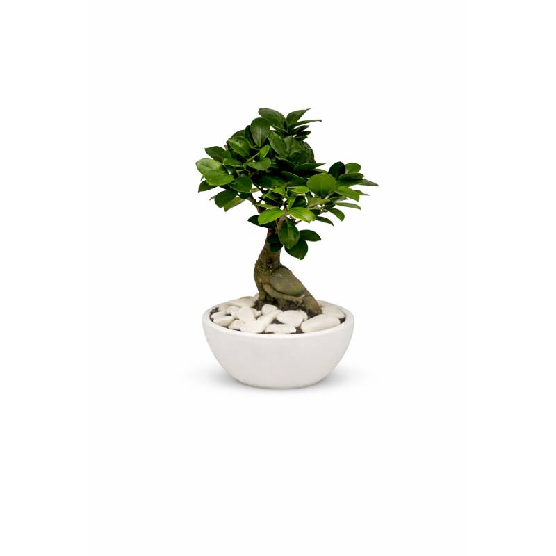 Mini Ginseng Ficus Bonsai