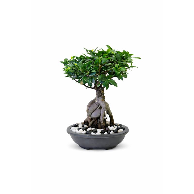 Sculpted Ginseng Ficus Bonsai