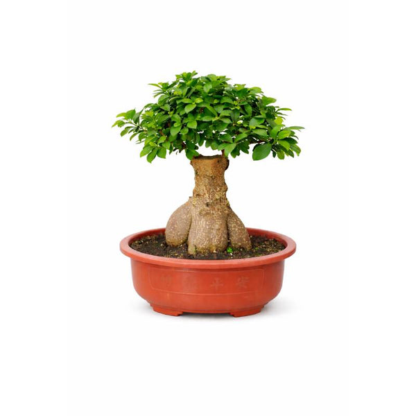 Ginseng Ficus Bonsai