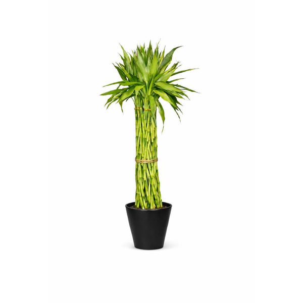 Grand Lucky Bamboo Column