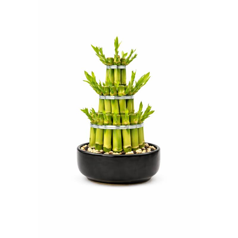 Lucky Bamboo Tower