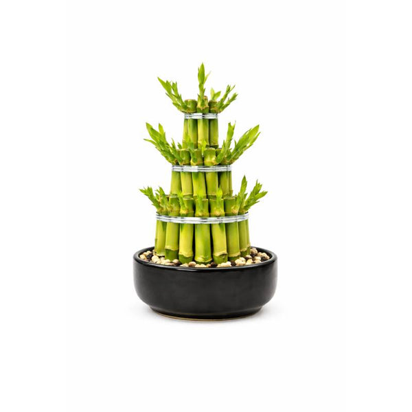 Lucky Bamboo Tower