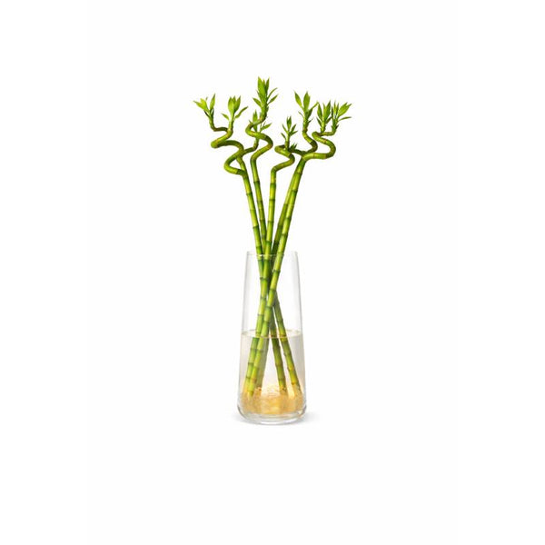Lucky Bamboo