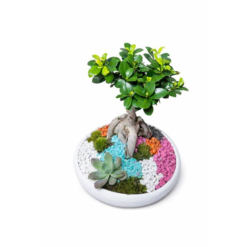 🌿Zen Pebble Bonsai Garden