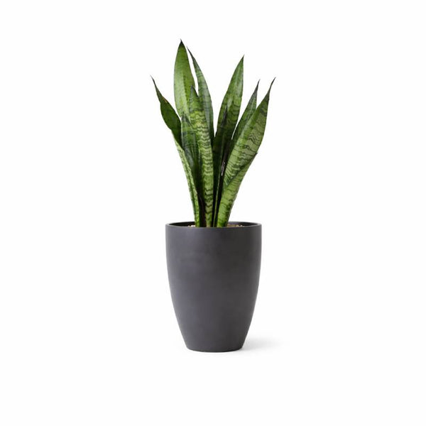 Snake Plant – Black Pot