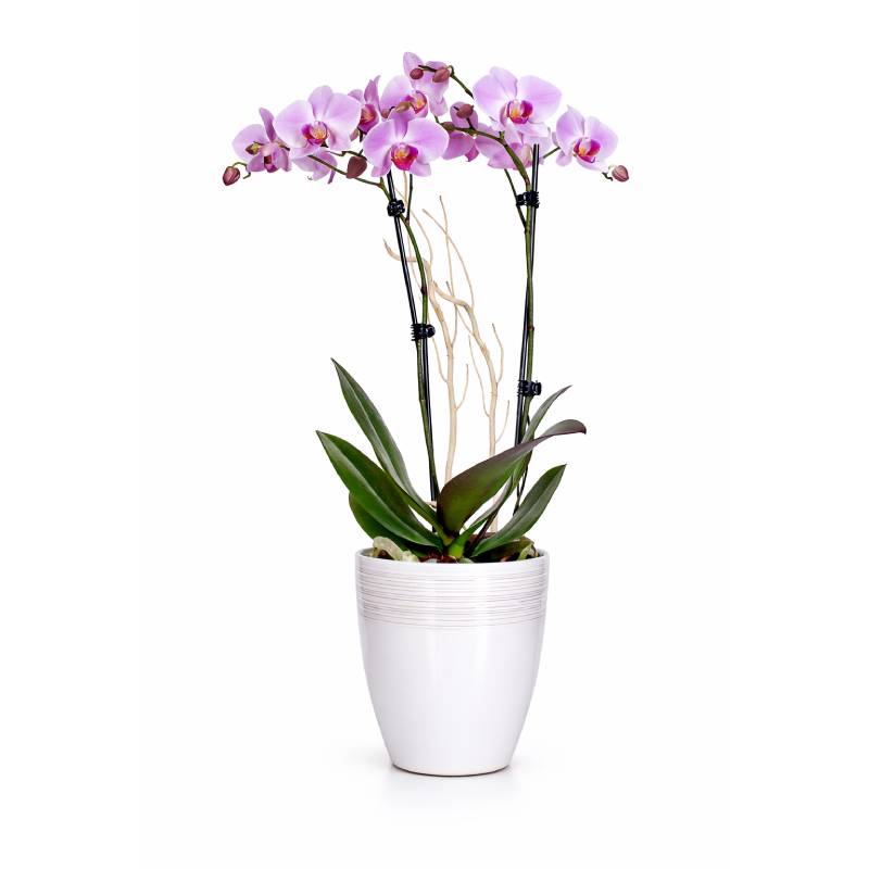 Blush Harmony Orchid