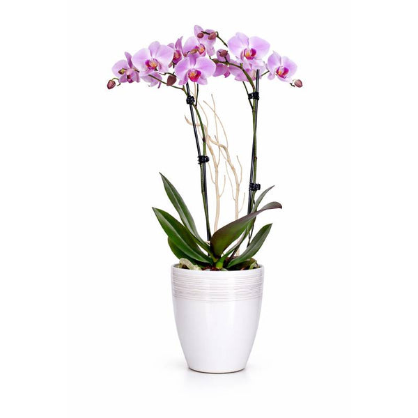 Blush Harmony Orchid